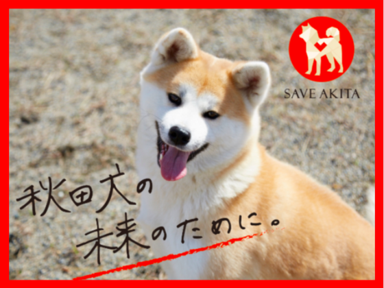 オンラインで秋田犬を見てほっこりしちゃうワン 秋田市の保護団体