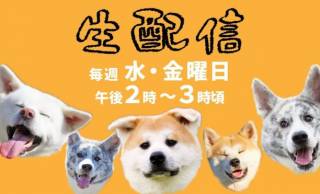 オンラインで秋田犬を見てほっこりしちゃうワン♪秋田市の保護団体、動画を生配信！