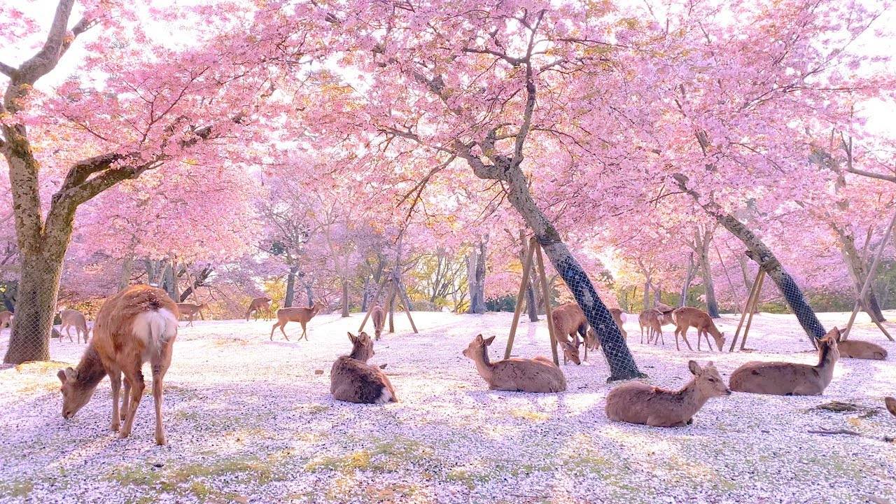 この世の楽園！緊急事態宣言後の奈良公園の映像が「まるで桃源郷のよう」と話題に