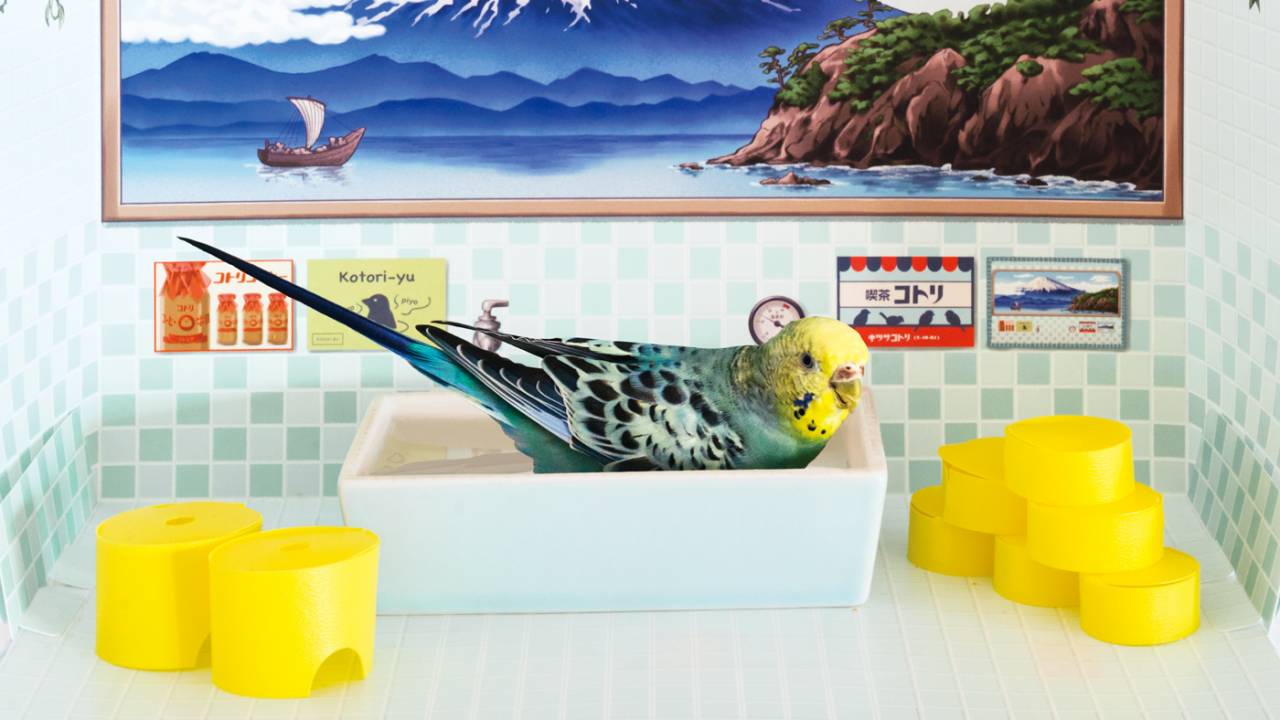 レトロ銭湯みたいな小鳥のための水浴び場「バード銭湯」が可愛いよ〜！
