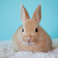 ウサギと何か関係が？4月の旧称・卯月（うづき）の由来。4月の別名もいろいろ紹介