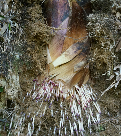 孟宗竹の筍