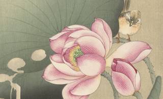 日本人が知らない、世界で一番有名な日本の新版画家「小原古邨」の定点観測的”蓮の絵”