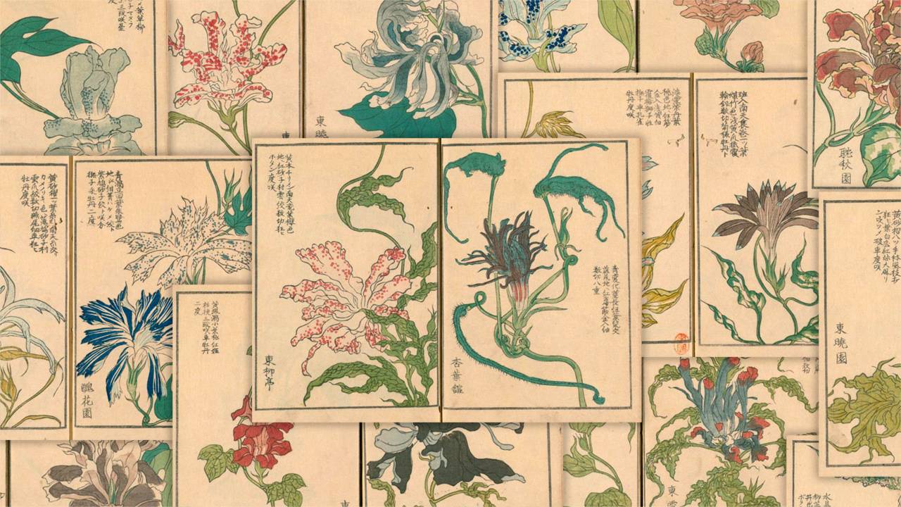 妖艶さもステキ！朝顔ブームの江戸時代に描かれた”変化朝顔”の図譜「朝かがみ」が素晴らしい
