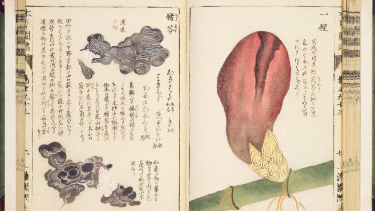 意外と知らない日本における薬の歴史。縄文時代からすでに薬草が使われていた？