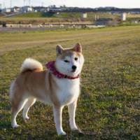 犬好きにはたまらぬ！展覧会「いぬ・犬・イヌ」は犬を題材にした絵画の