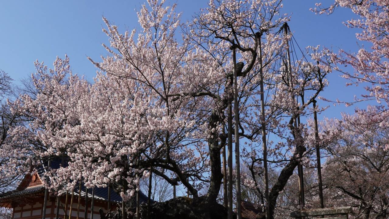 なんと2000年も咲き続ける桜！「山高神代桜」（山梨県北杜市）が今年も元気に満開を迎えた