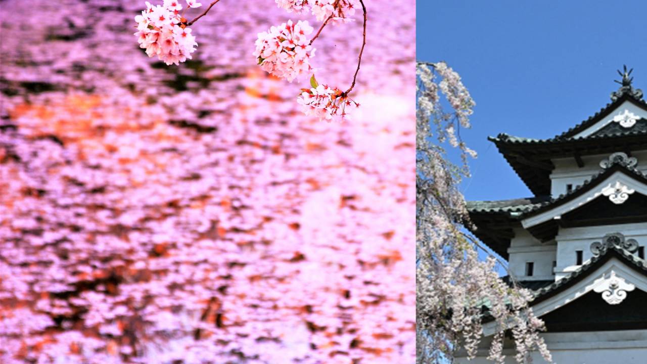 極楽浄土に行ける？……川面を流れる桜の花びらが織りなす「花筏（はないかだ）」。SNS 4万超「いいね！」で人気に【前編】