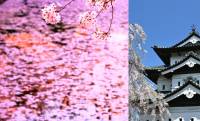 極楽浄土に行ける？……川面を流れる桜の花びらが織りなす「花筏（はないかだ）」。SNS 4万超「いいね！」で人気に【前編】