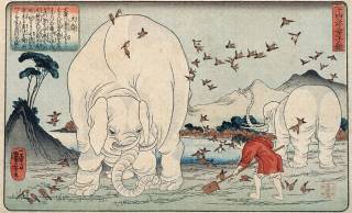 江戸時代、日本にやってきたゾウは天皇に謁見するため位まで与えられていた