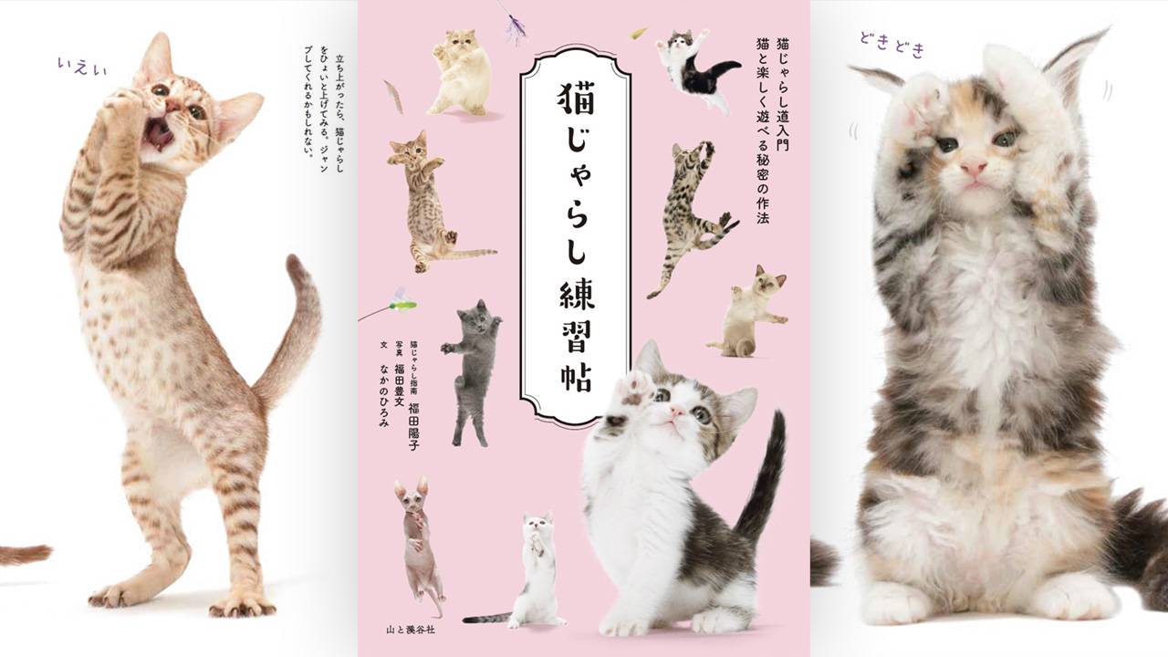 ひたすら猫をじゃらしたい♡猫じゃらしプロによる世界初の猫じゃらし本『猫じゃらし練習帖』誕生