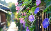 日本の夏の風物詩「アサガオ」という名称の由来には”朝の容花”という意味もあった