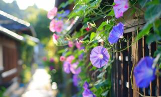 日本の夏の風物詩「アサガオ」という名称の由来には”朝の容花”という意味もあった