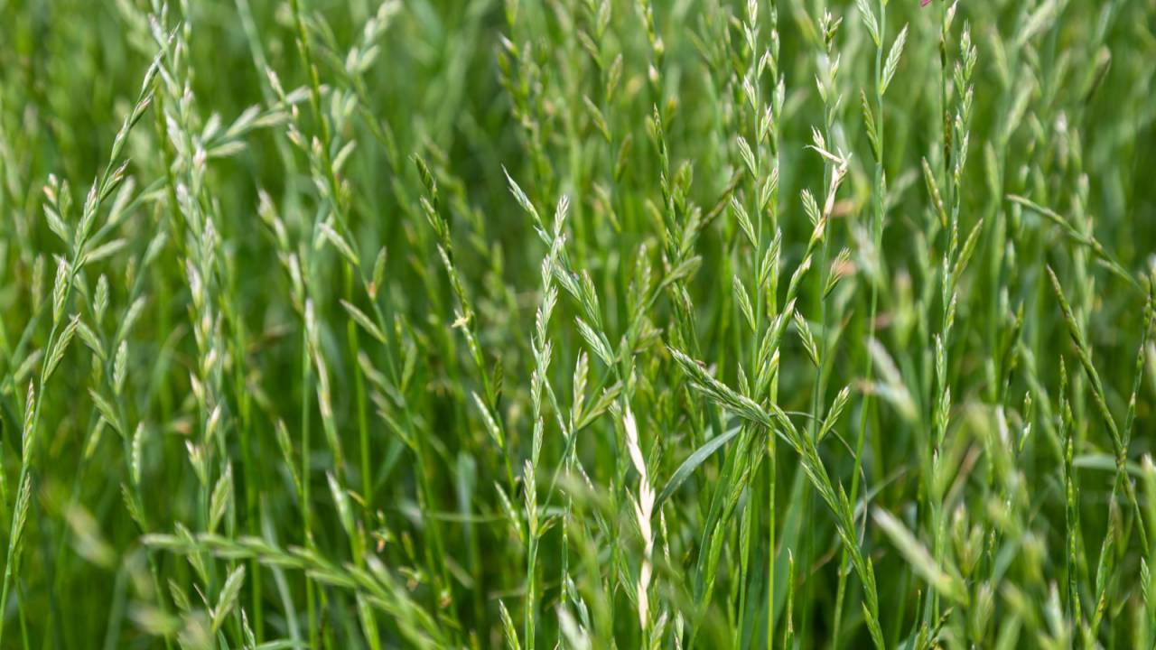 夏は恋も激しく！「夏草」の成長の速さを恋心に例えた和歌がコチラ ー日本最古の和歌集『万葉集』より