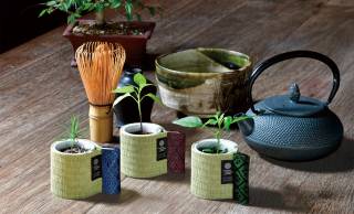 日本の暮らしを象徴する「畳」をあしらった栽培キット『お芽でたおちょこ　畳』が発売