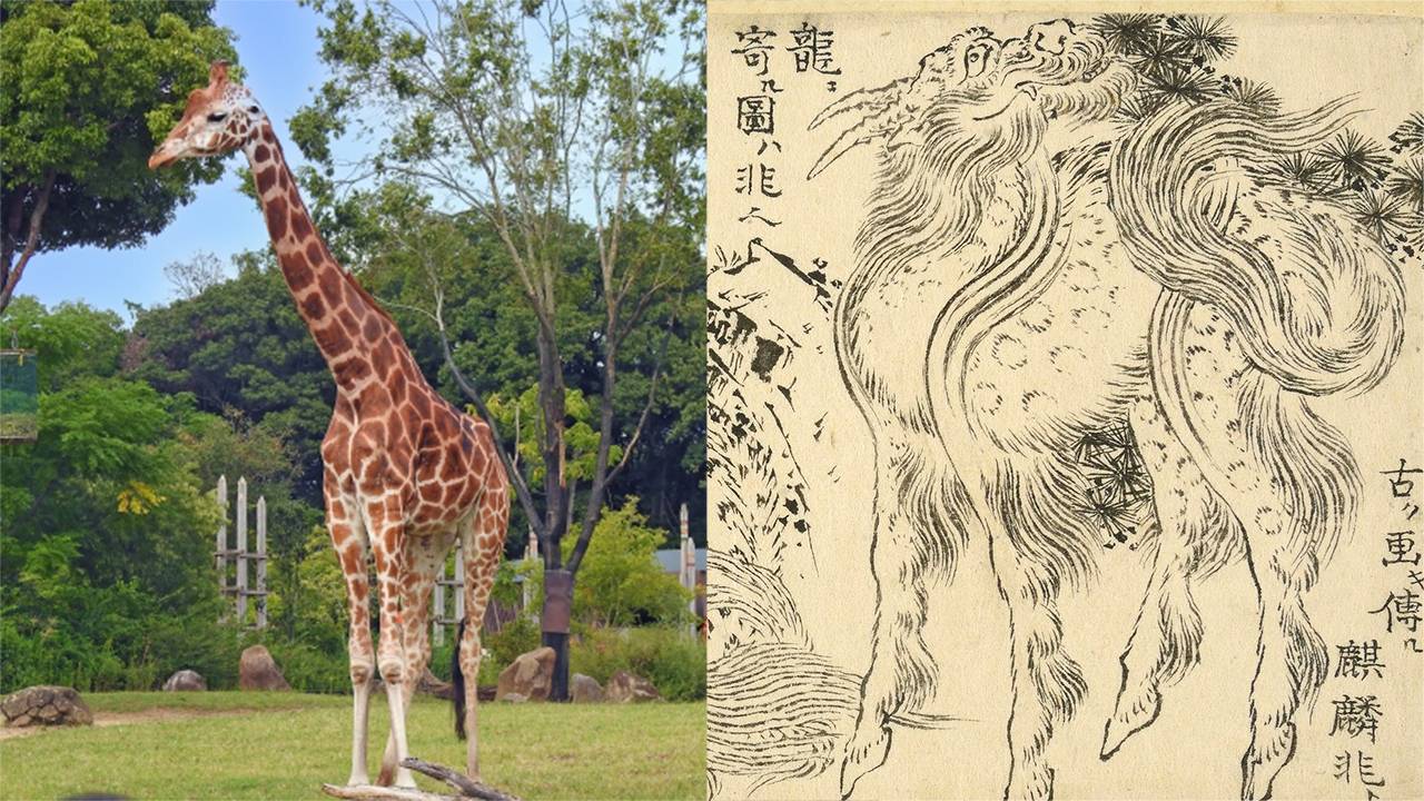世界で「キリン」と呼ぶのは日本だけ！聖獣“麒麟”扱いされたのはなんと政治的な演出だった！？