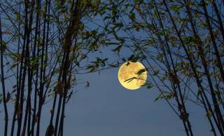 かぐや姫の月は近かった？毎年3.8cm遠ざかっている月…離れすぎると地球の未来はどうなる