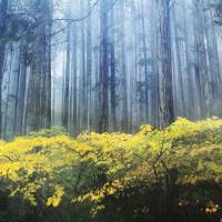 晴れ舞台をなぜ「檜舞台」という？『日本書紀』に行き着く、ヒノキが別格な存在である理由