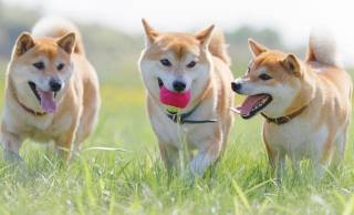 犬は7000年前から“家族”！老犬も見捨てない…縄文人の犬への愛情が想像以上に深かった