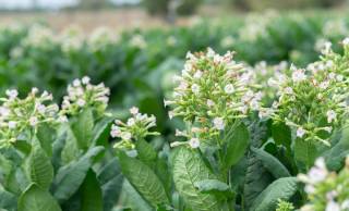 かつて「タバコ」は神聖な植物であり“万能薬”だった…人類史に刻まれた知られざる役割