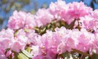 「関の山」は山じゃなかった！「高嶺の花」「玉の輿」も意外すぎる言葉の由来