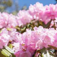 「関の山」は山じゃなかった！「高嶺の花」「玉の輿」も意外すぎる言葉の由来