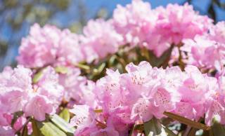 「関の山」は山じゃなかった！「高嶺の花」「玉の輿」も意外すぎる言葉の由来